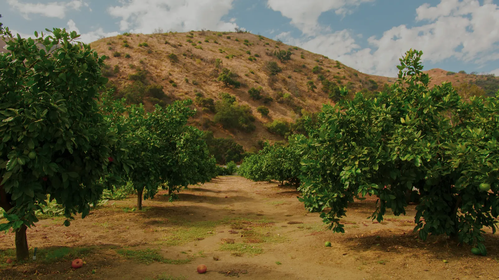 Sun Valley Orchard, view 3