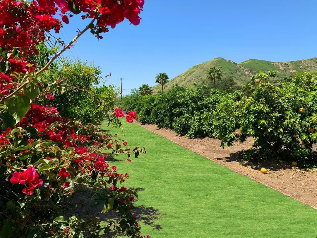 Sun Valley Orchard, view 6